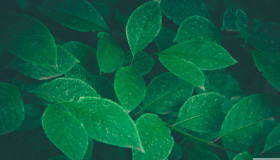 WordPress添加后台评论功能及修改默认表情 WordPress添加后台评论功能及修改默认表情